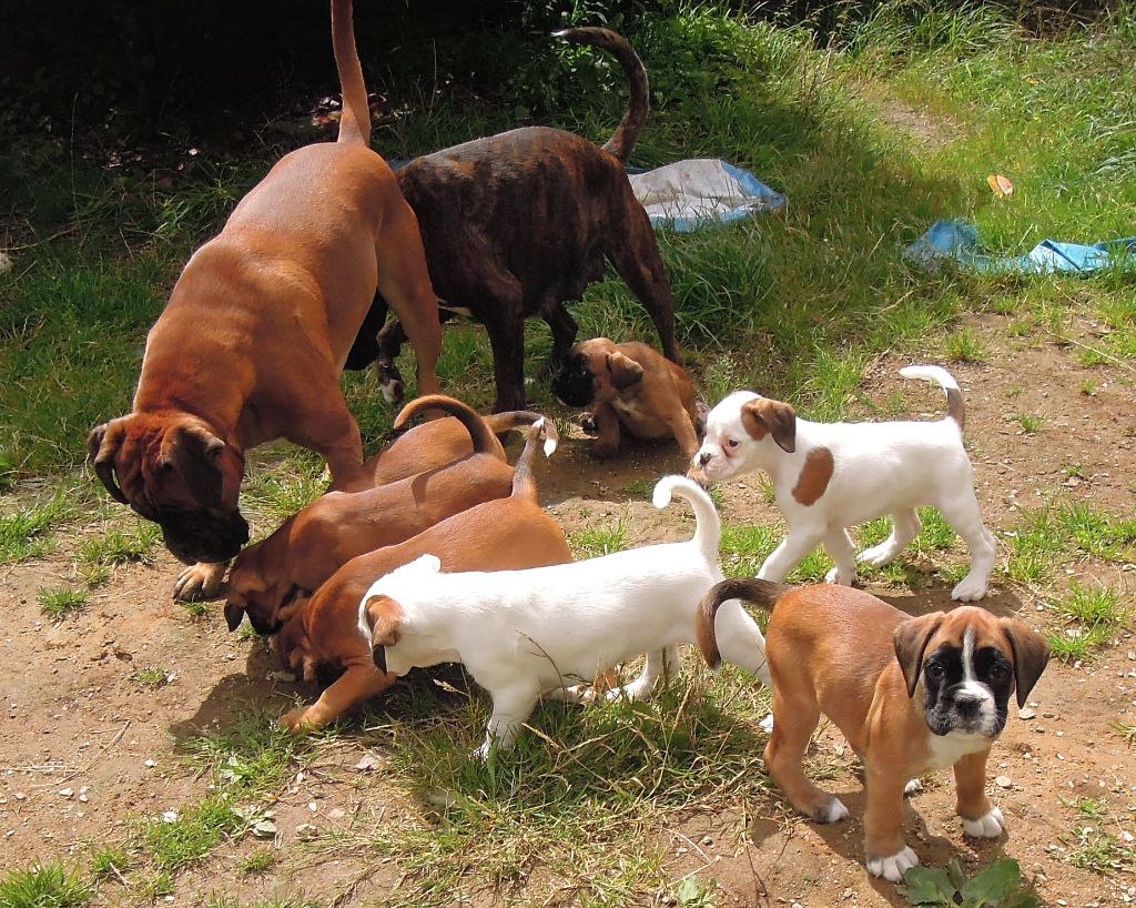 Chiot Boxer Du Vieux Presbytère De L'Odet